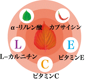 エゴマ燃焼美人